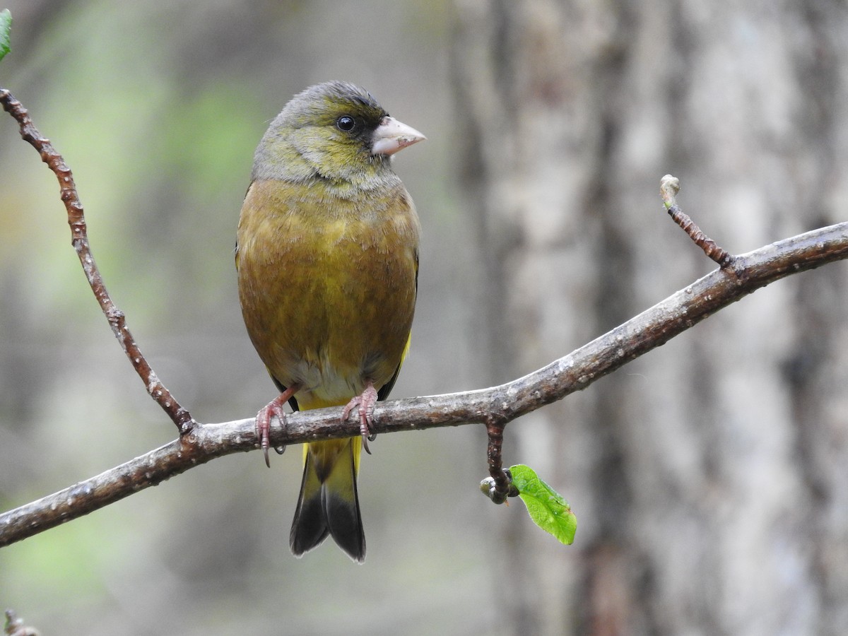 Oriental Greenfinch - ML579425411