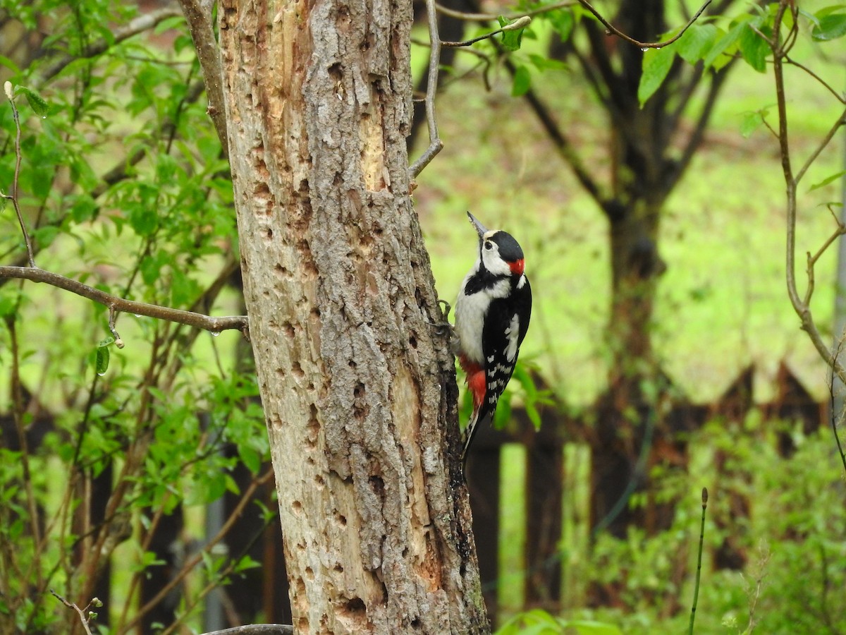 Great Spotted Woodpecker - ML579425891