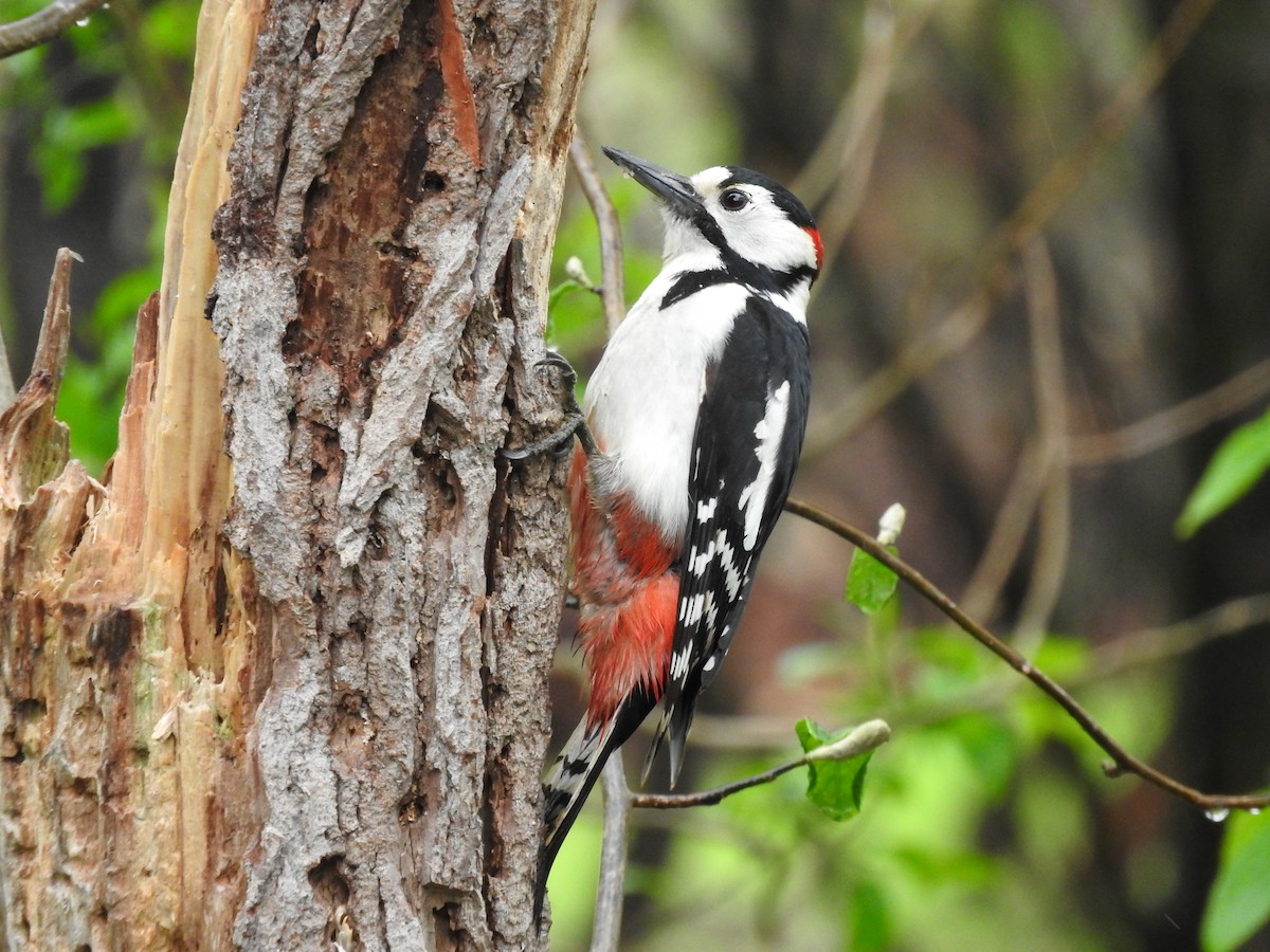 Great Spotted Woodpecker - ML579425901