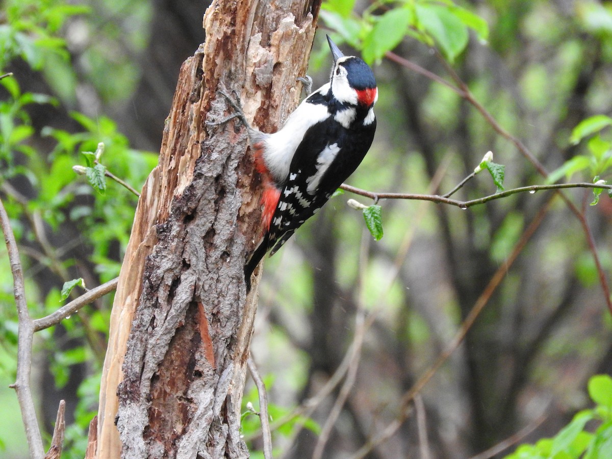 Great Spotted Woodpecker - ML579425941