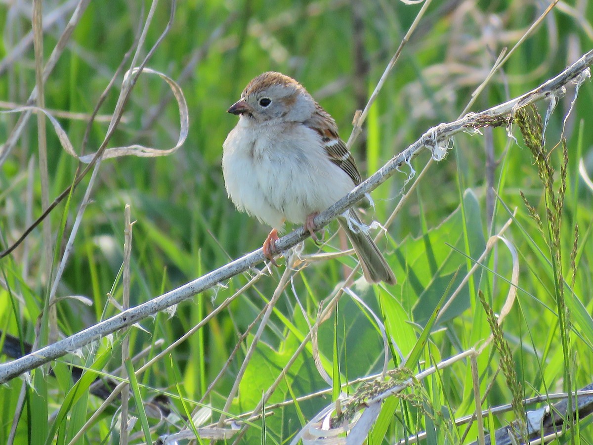 Field Sparrow - ML579426571
