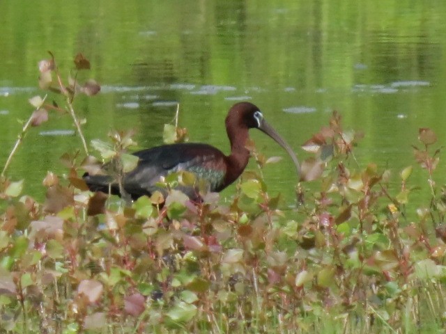 Glossy Ibis - ML579426701