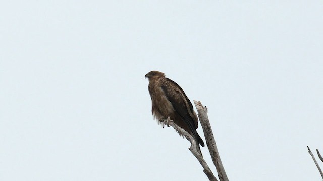 Whistling Kite - ML579426971