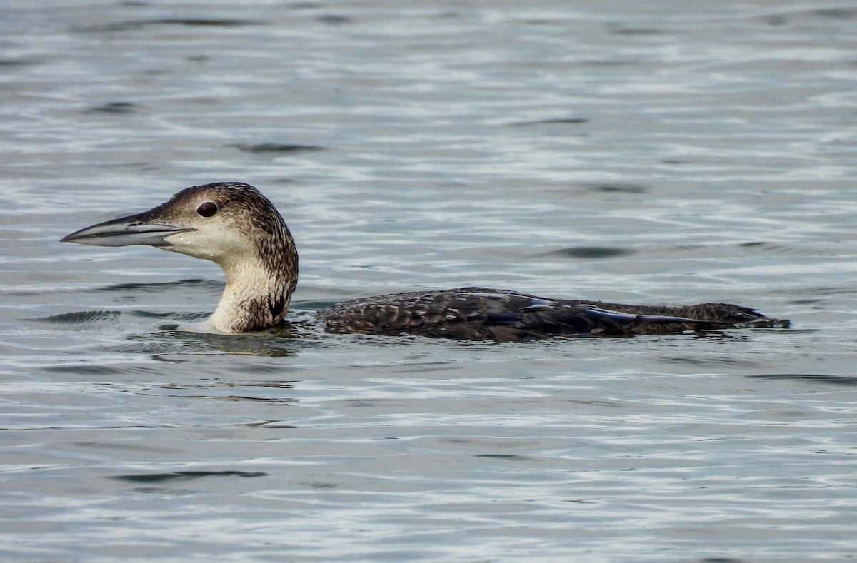 Common Loon - ML579427461