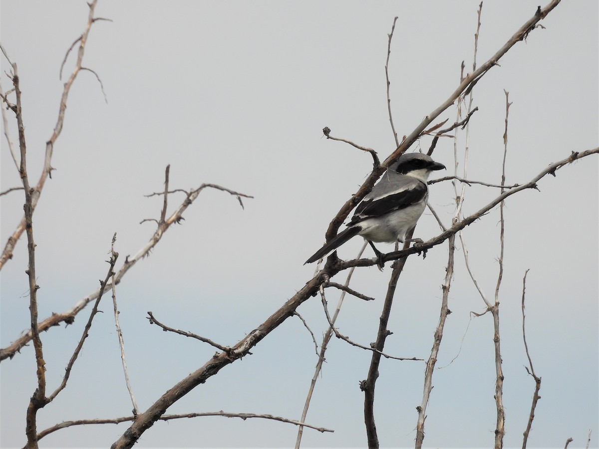 Loggerhead Shrike - ML579428231