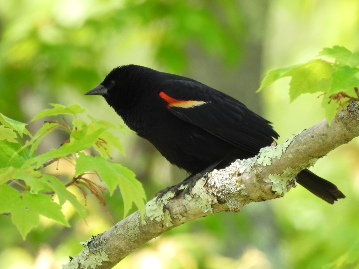 Red-winged Blackbird - ML579428511