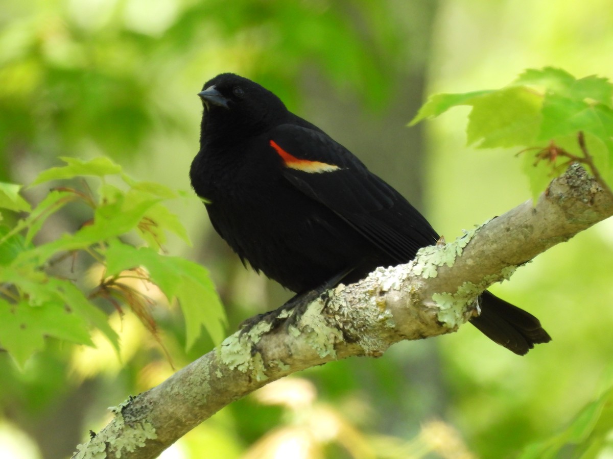 Red-winged Blackbird - ML579428531