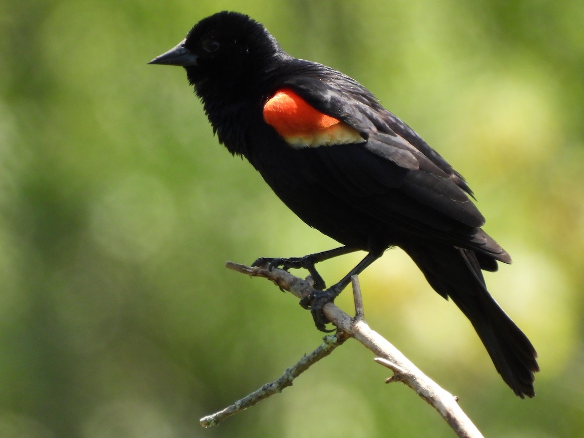 Red-winged Blackbird - ML579428551