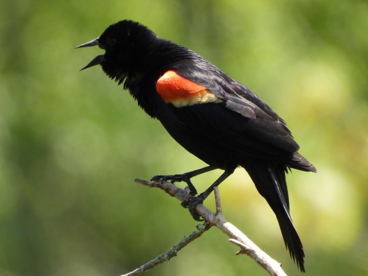 Red-winged Blackbird - ML579428571