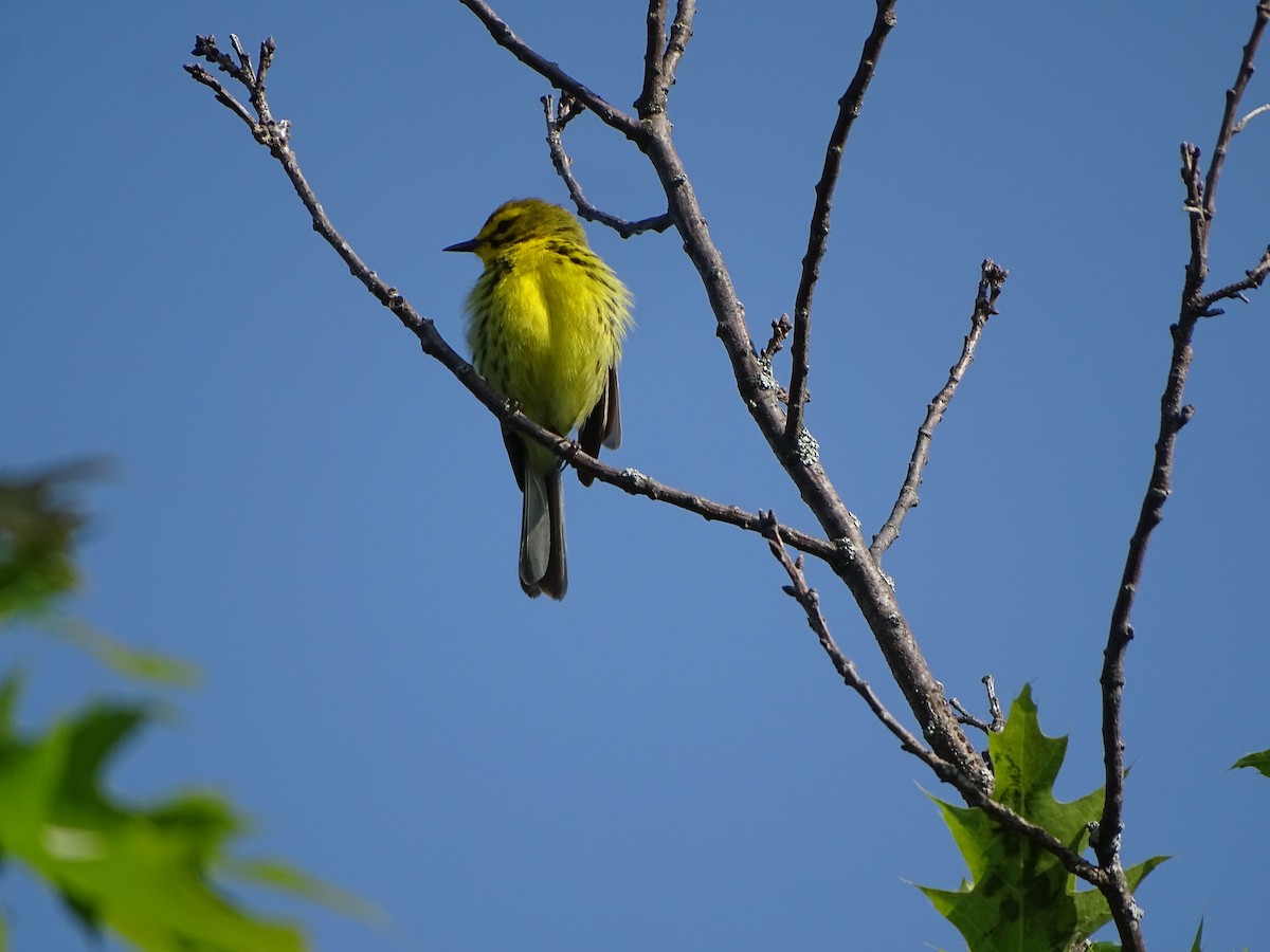 Prairie Warbler - ML579430471