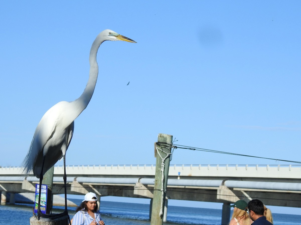 Great Egret - ML579431631