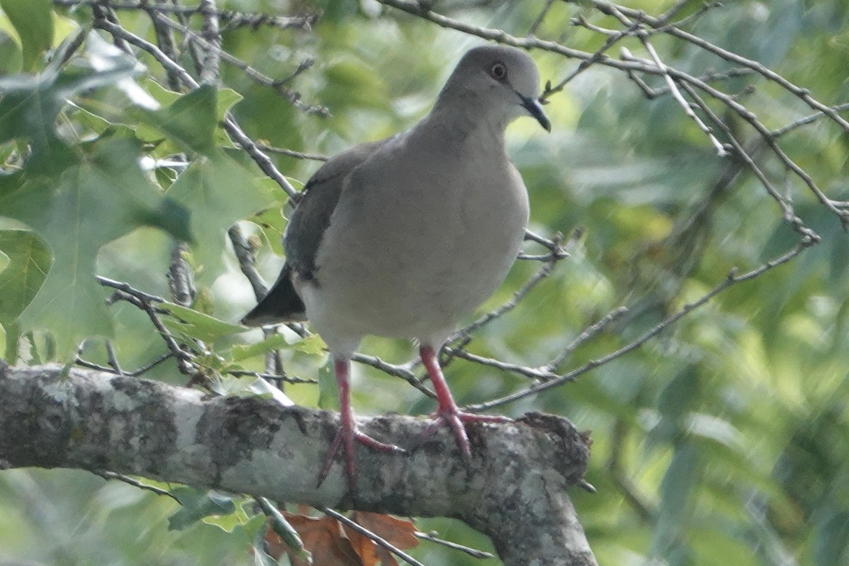 White-tipped Dove - ML579432301