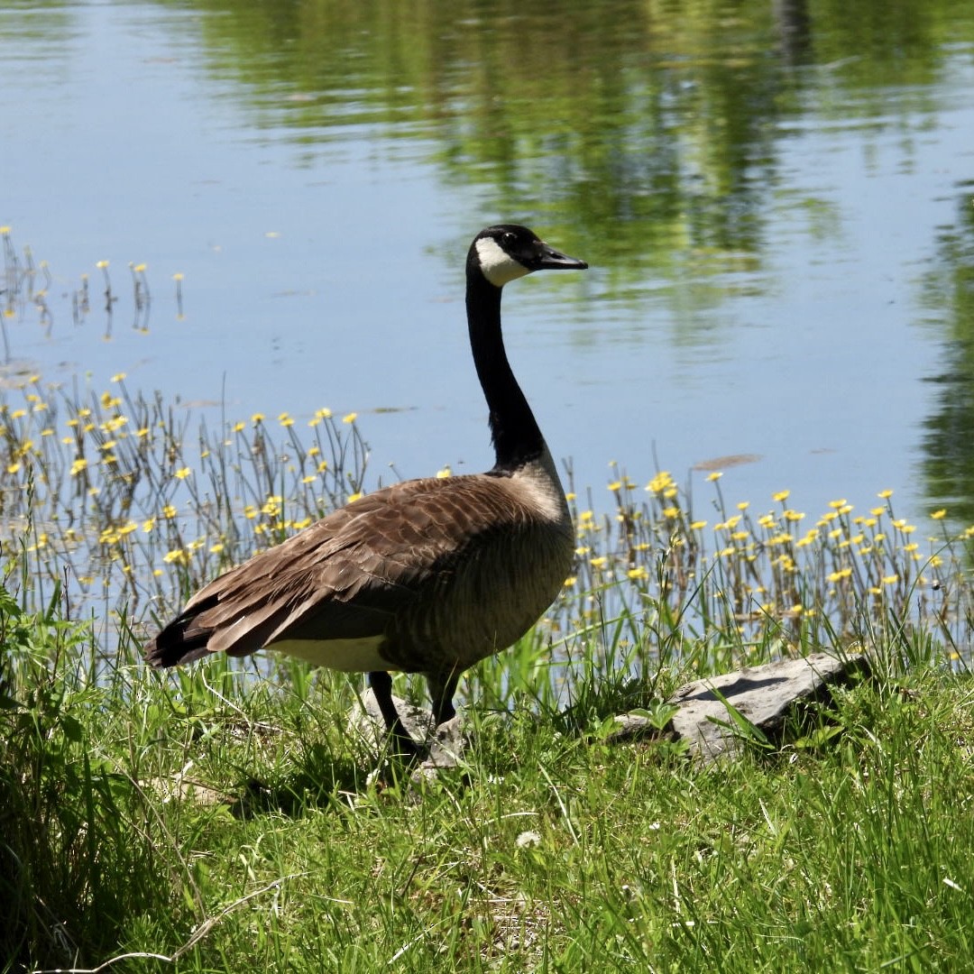 Canada Goose - ML579432621