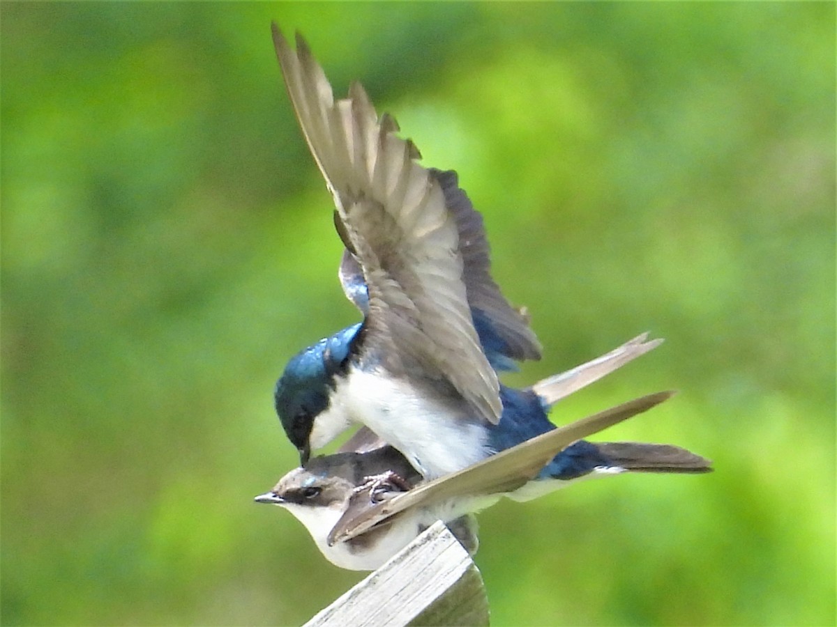 Golondrina Bicolor - ML579433161