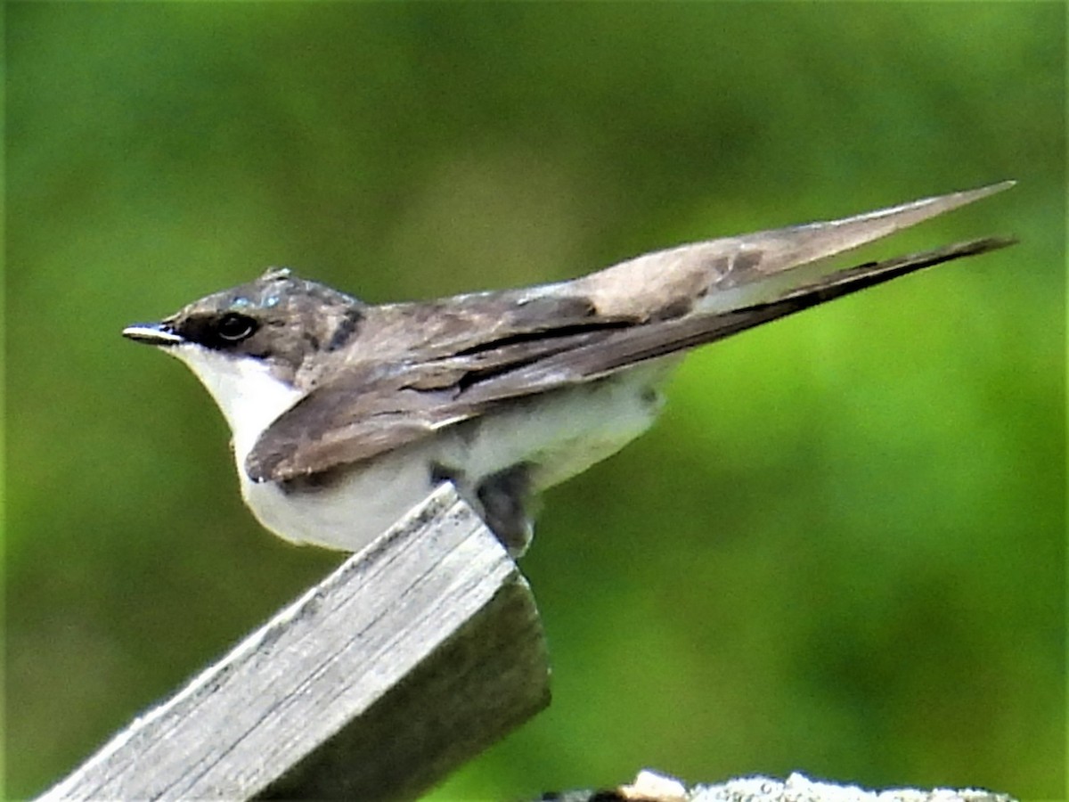 Golondrina Bicolor - ML579433171