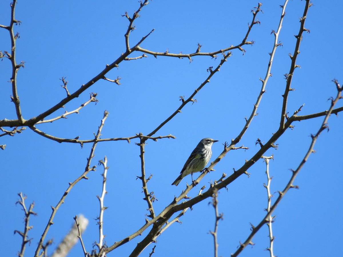 Yellow-rumped Warbler - ML579433801