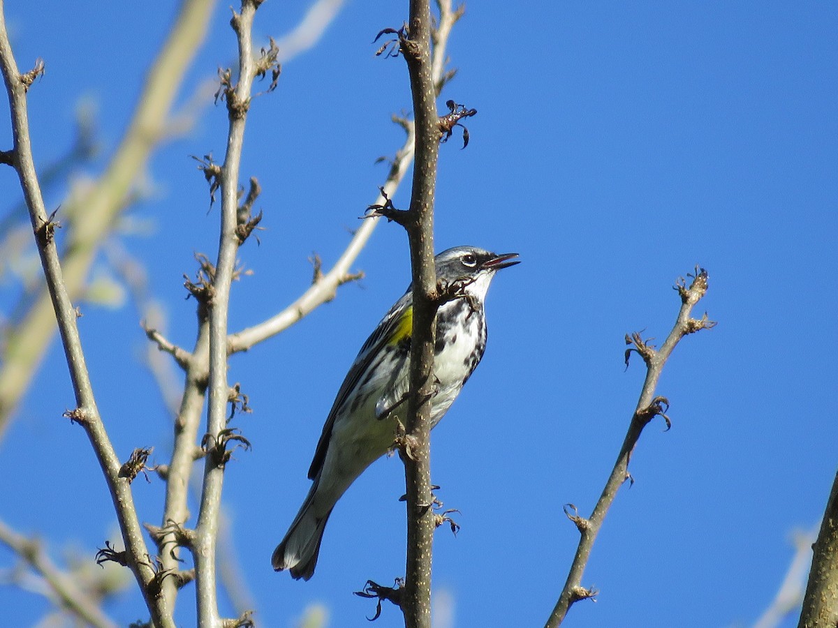 Yellow-rumped Warbler - ML579433811