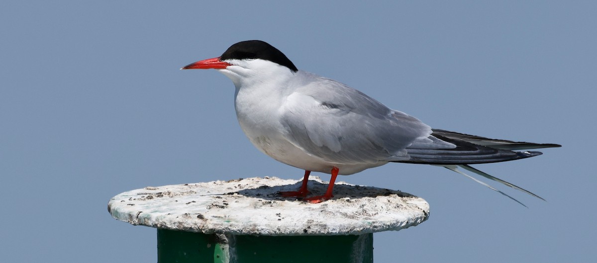 Common Tern - ML579434091
