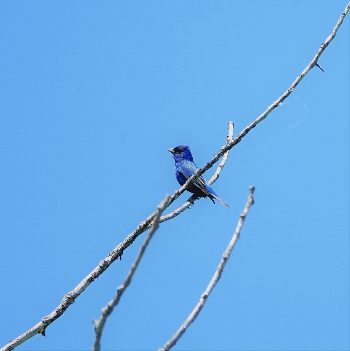 Indigo Bunting - ML579434541