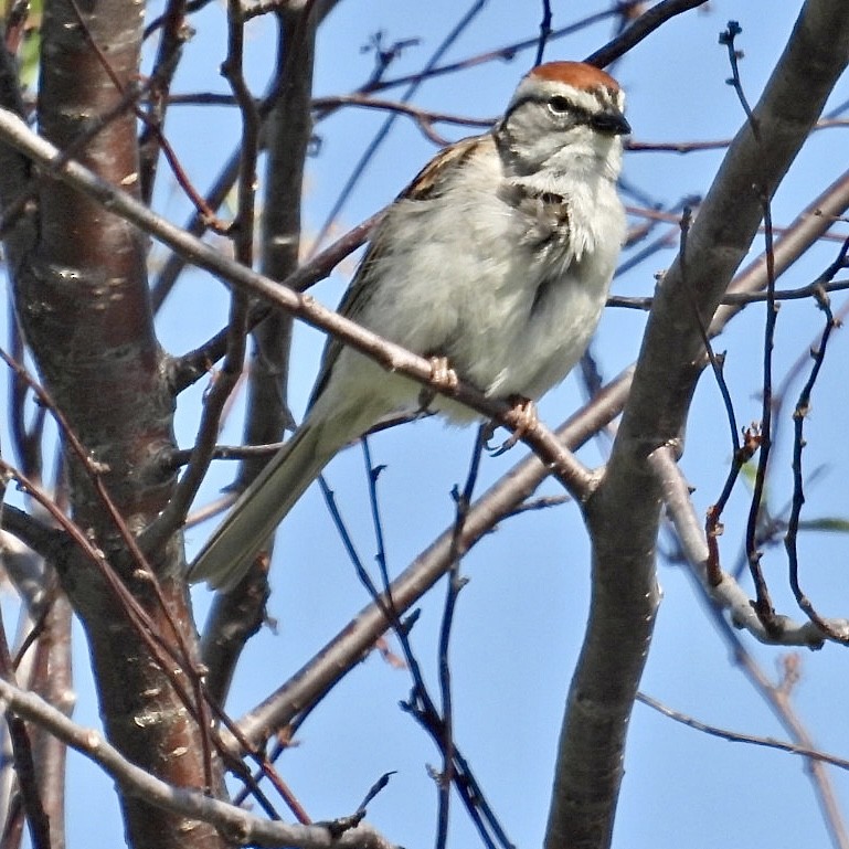 Chipping Sparrow - ML579435831