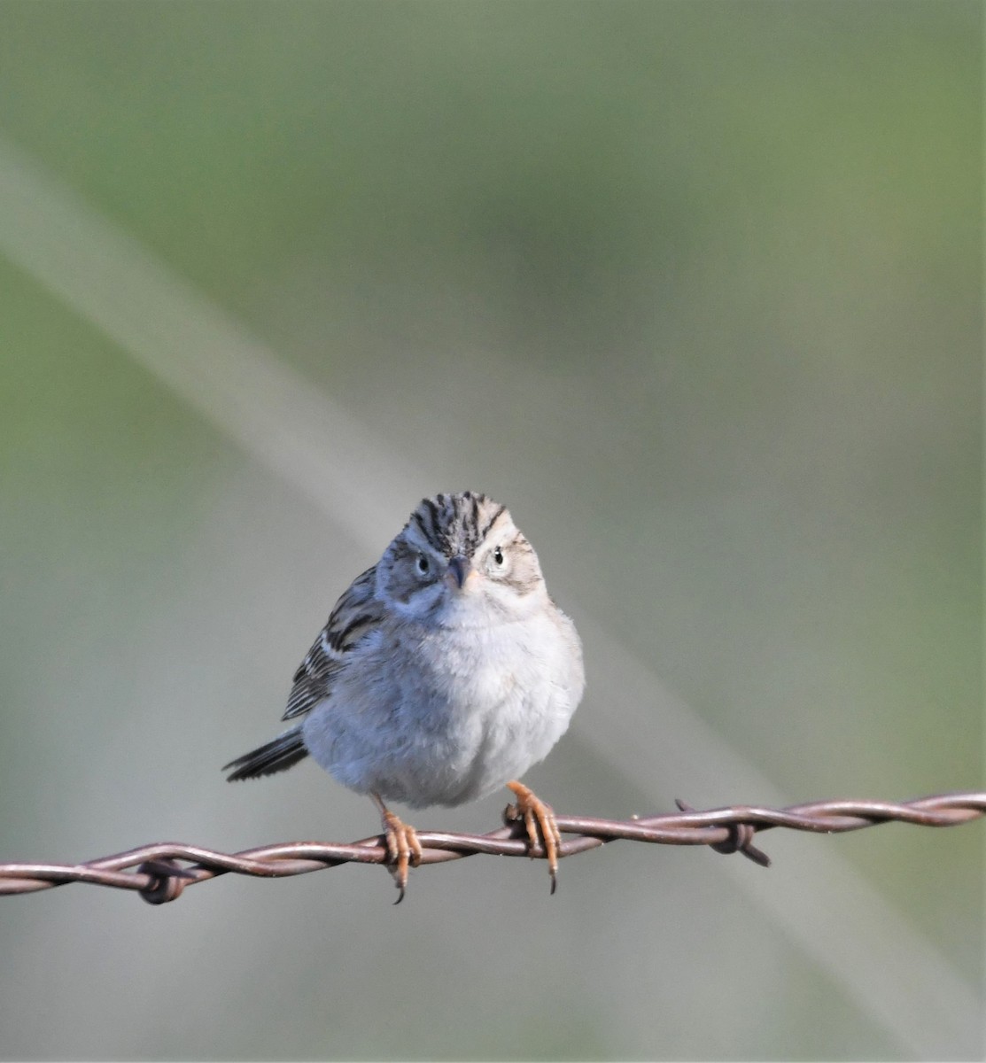 Brewer's Sparrow - ML579436271