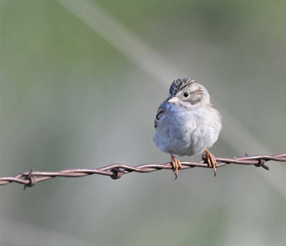 Brewer's Sparrow - ML579436281