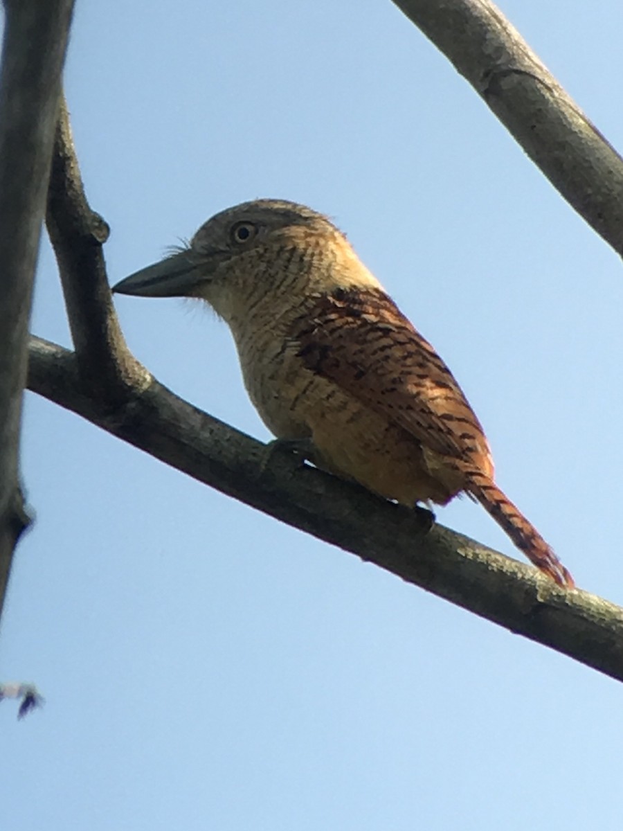 Barred Puffbird - ML57943741