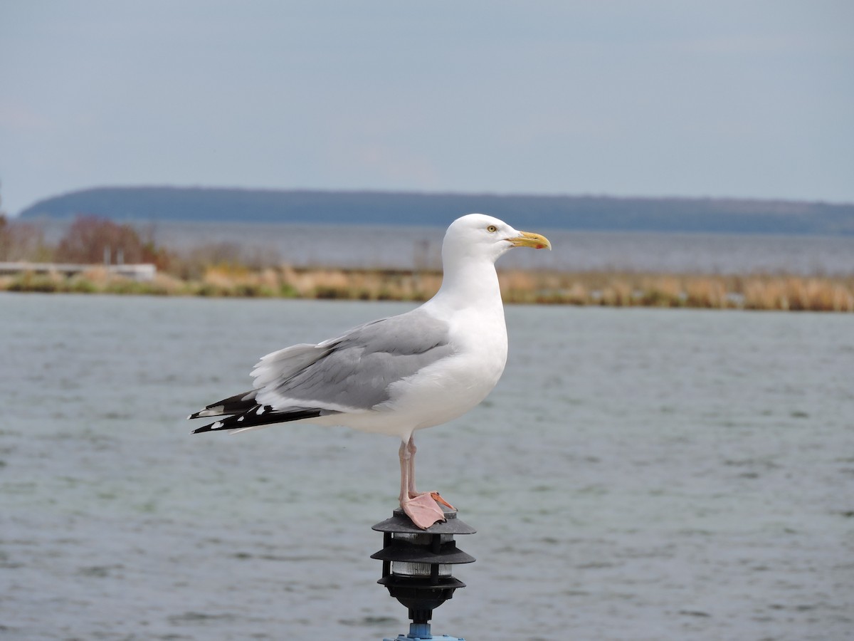 Herring Gull - ML57943881