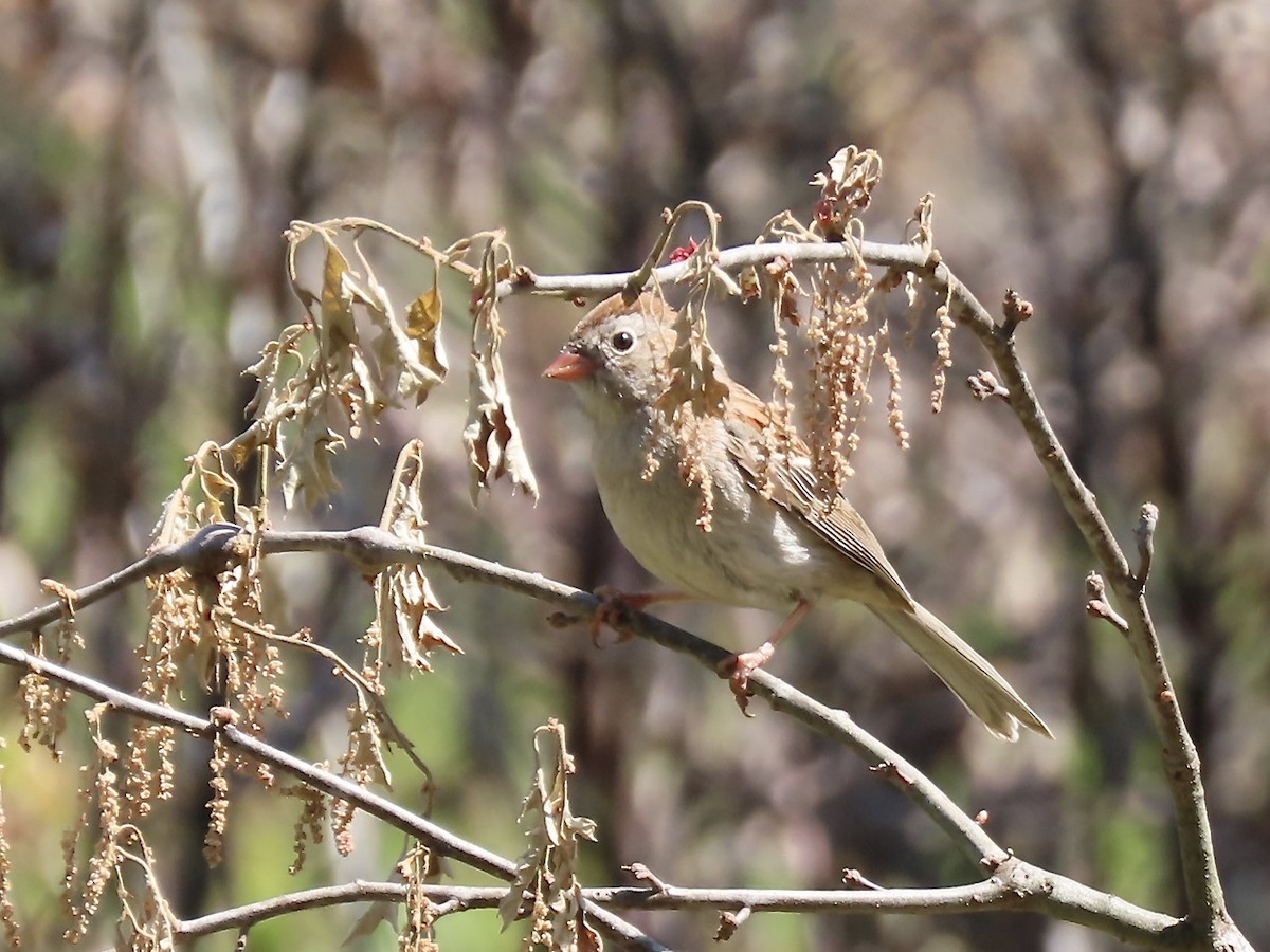 Field Sparrow - ML579441161