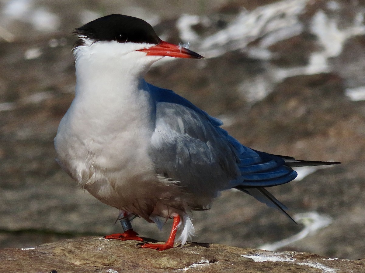 Common Tern - ML579441251