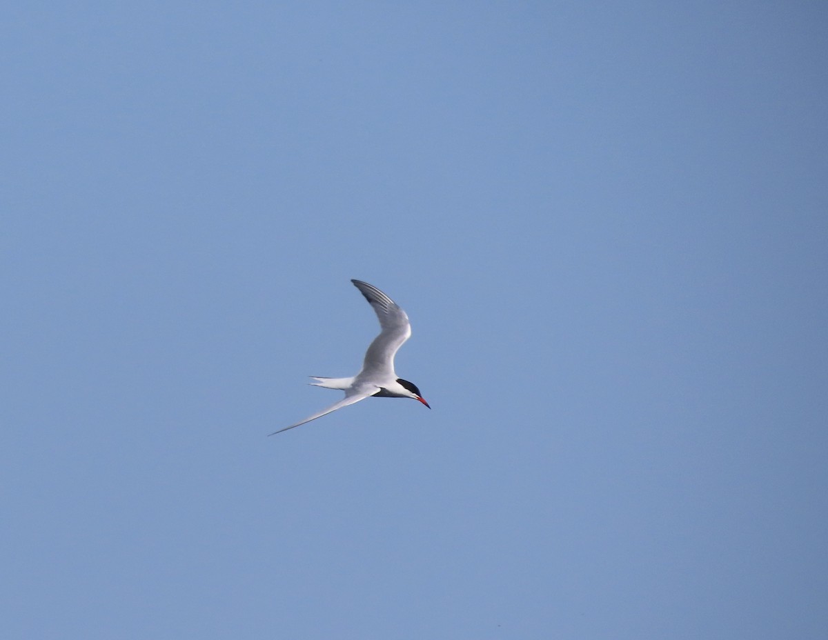 Common Tern - ML579441261