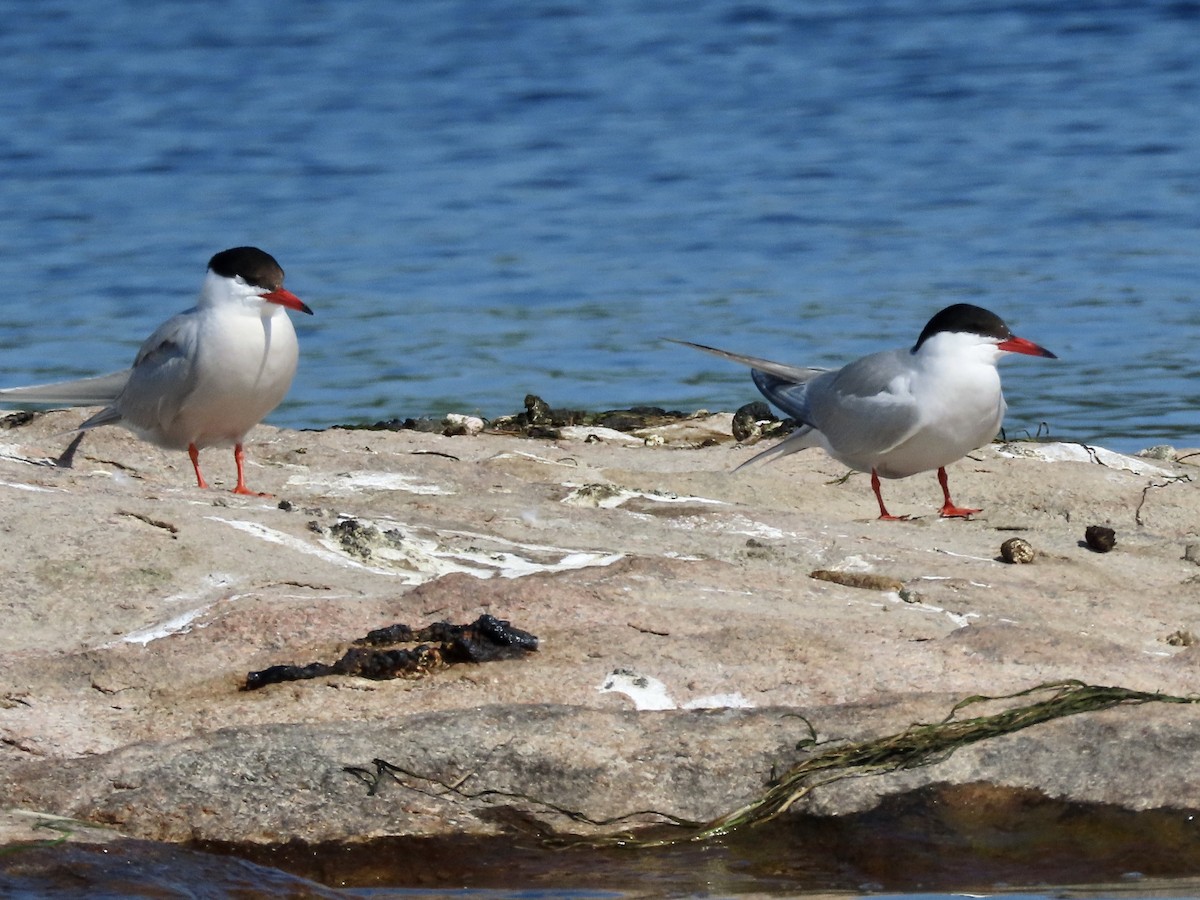 Common Tern - David and Regan Goodyear