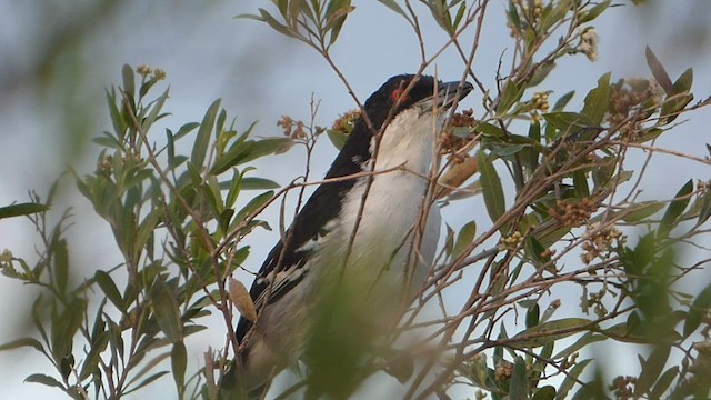 Great Antshrike - ML579441911