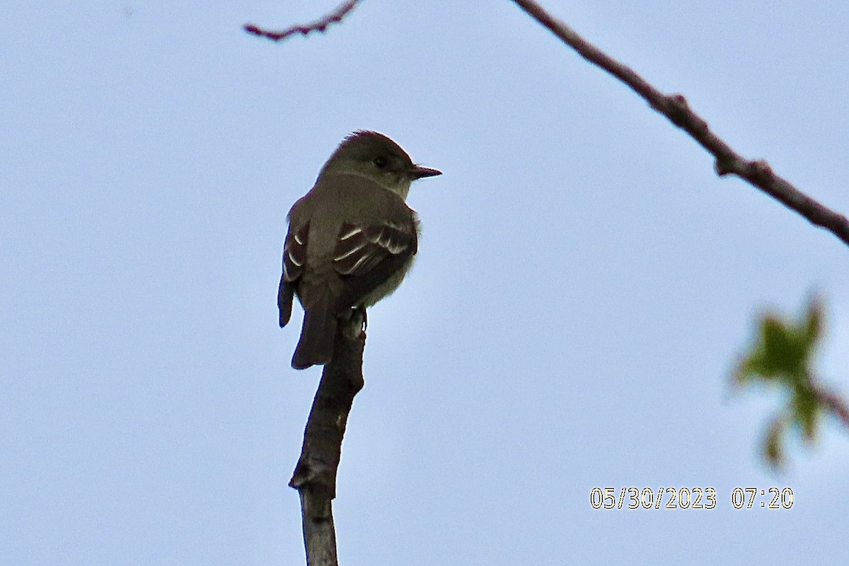 Western Wood-Pewee - ML579442531