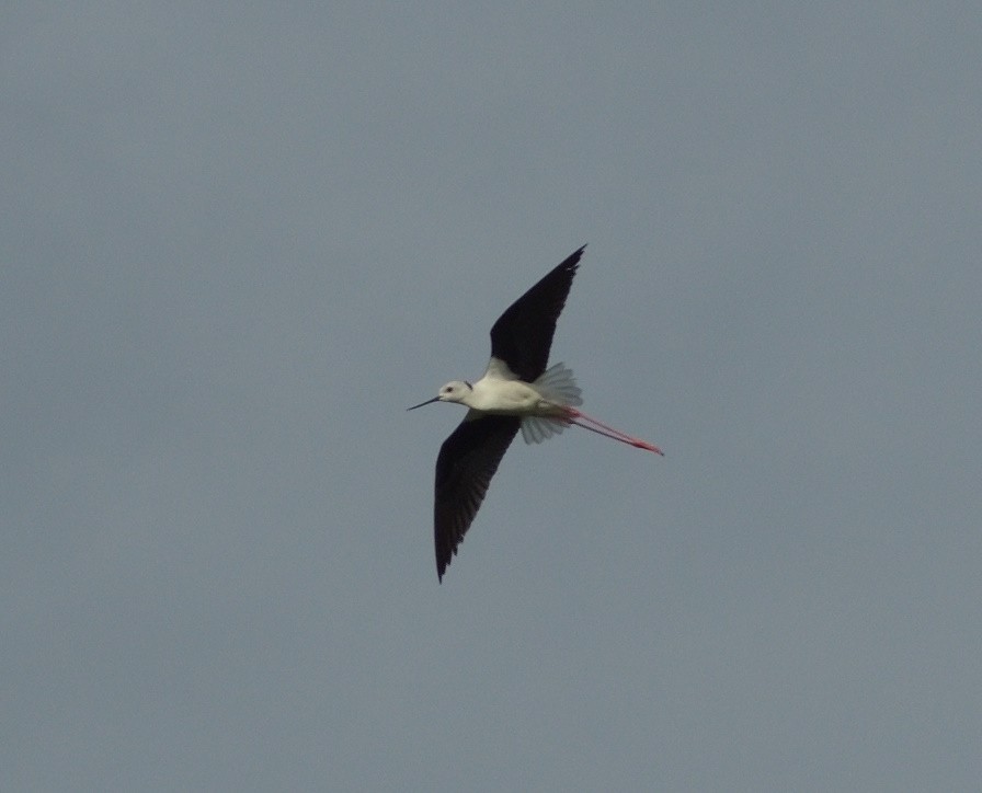 Black-winged Stilt - ML57944321