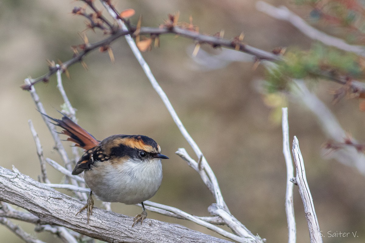 Thorn-tailed Rayadito - ML579443231