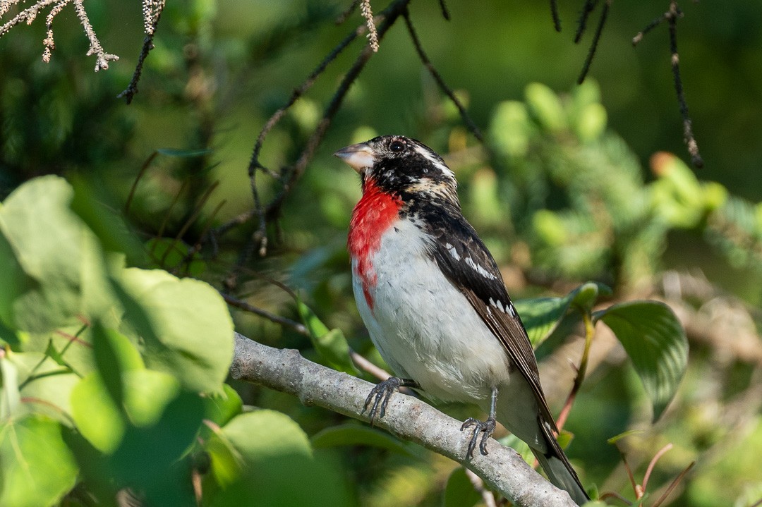 Rose-breasted Grosbeak - ML579443291