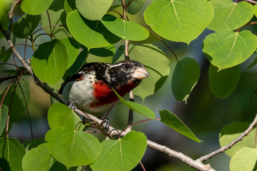 Rose-breasted Grosbeak - ML579443311