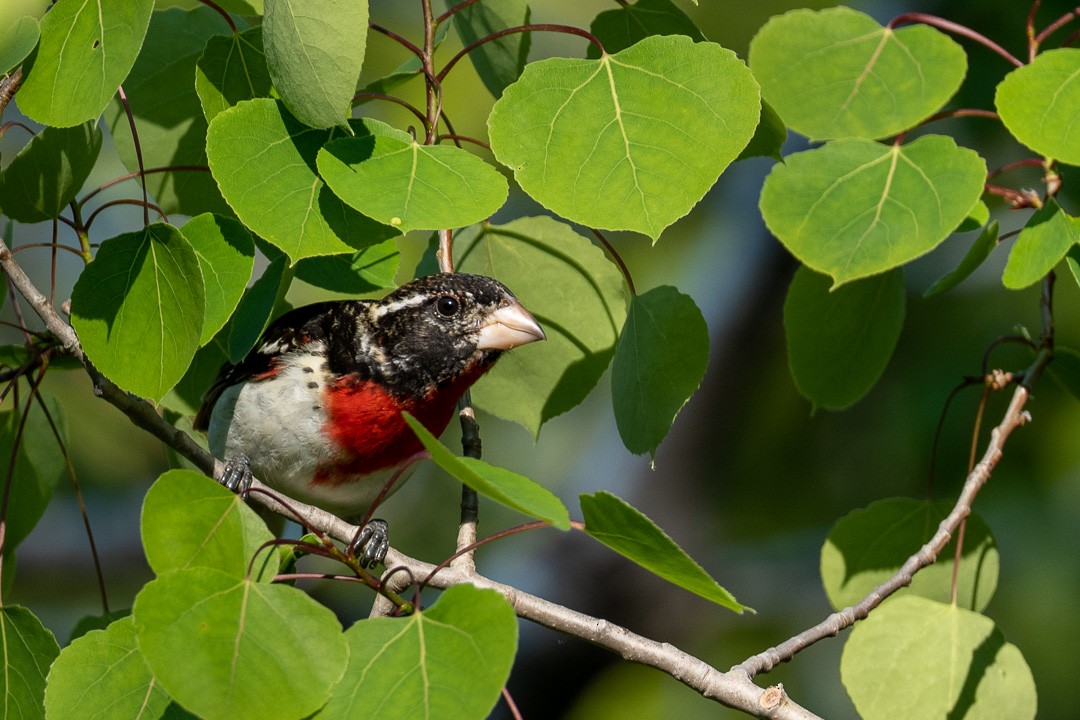 Rose-breasted Grosbeak - ML579443321