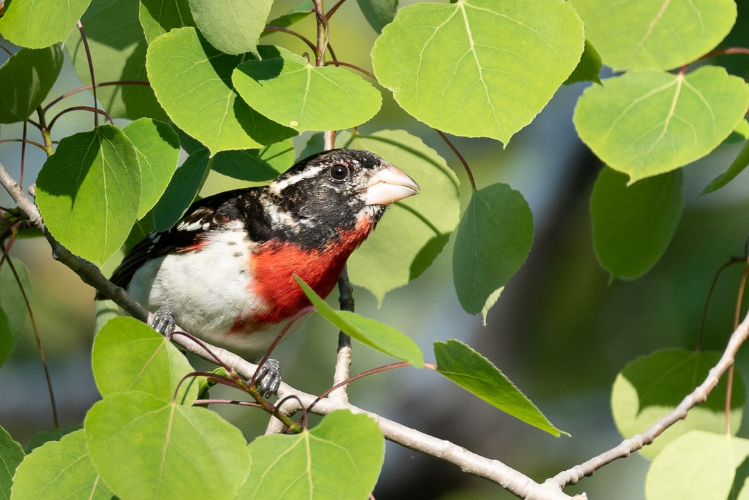 Rose-breasted Grosbeak - ML579443331