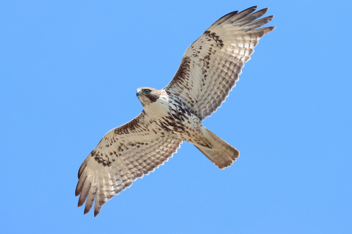 Red-tailed Hawk (borealis) - ML579443461