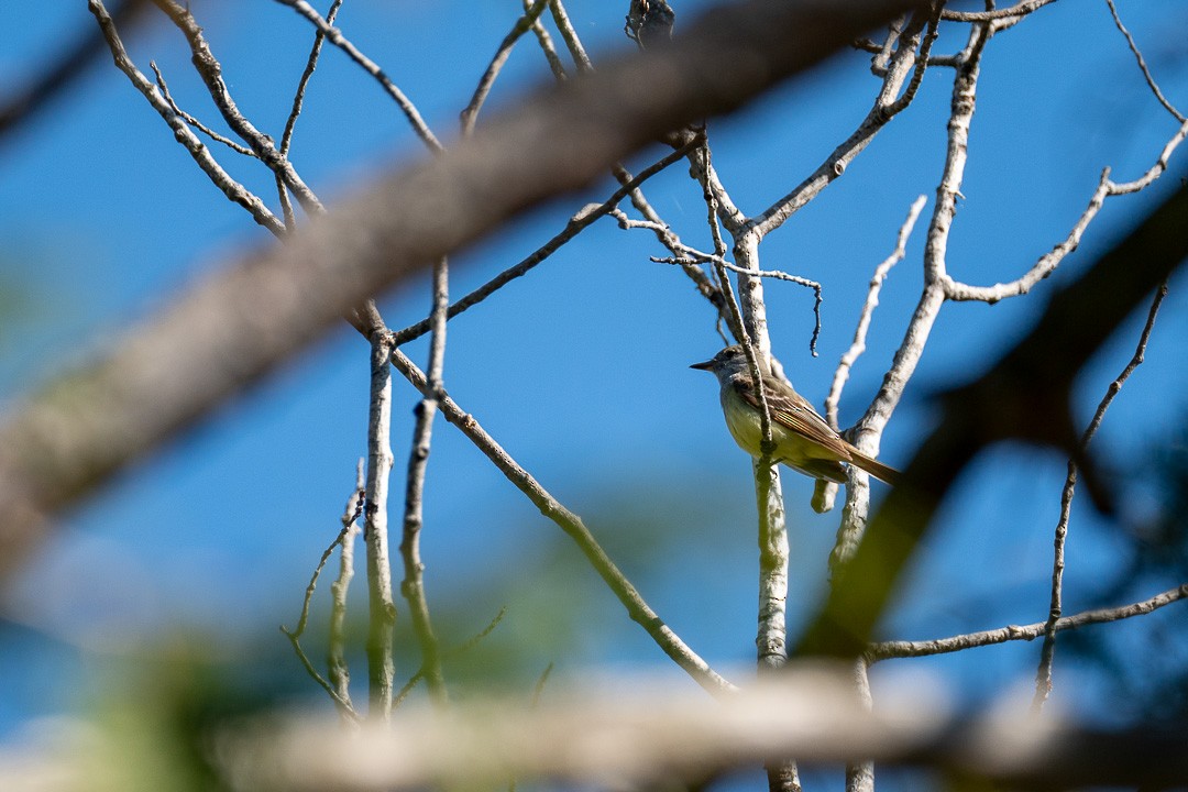 Great Crested Flycatcher - ML579443521