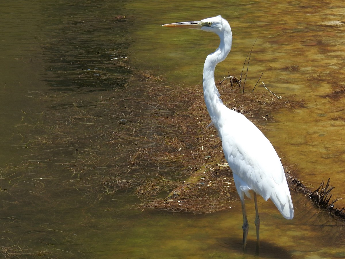 Great Blue Heron (Great White) - ML579444001