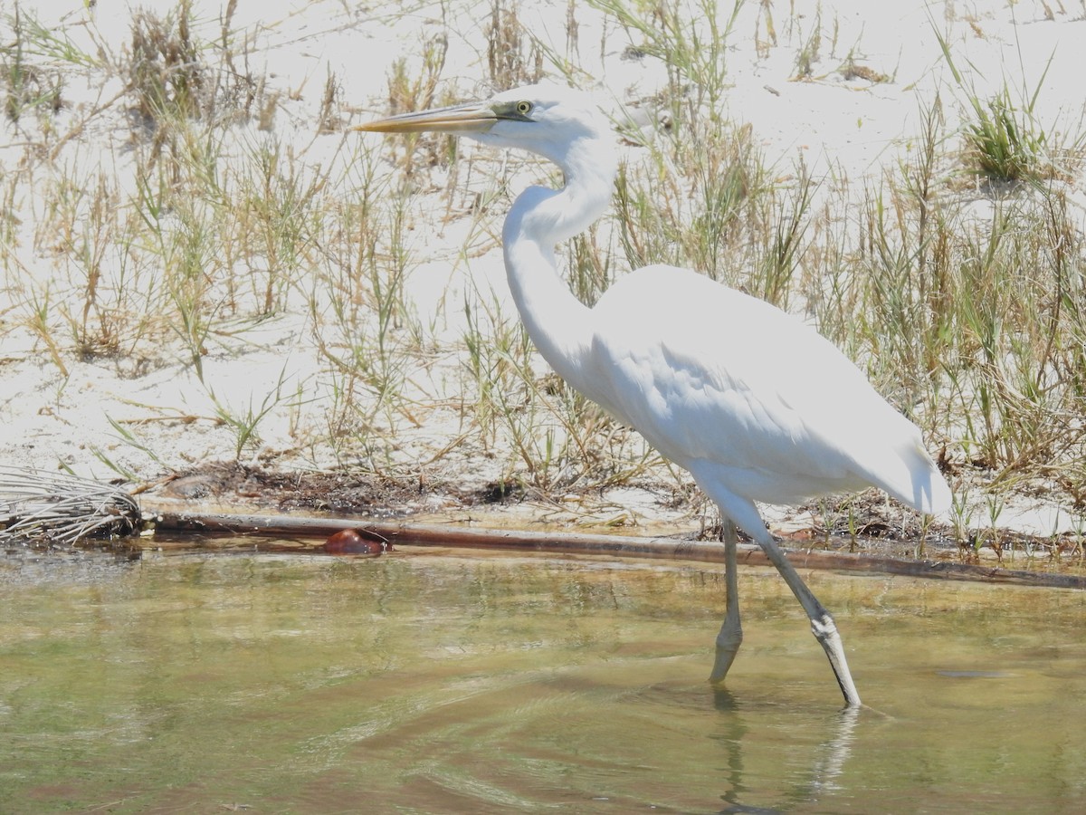 Great Blue Heron (Great White) - ML579444011