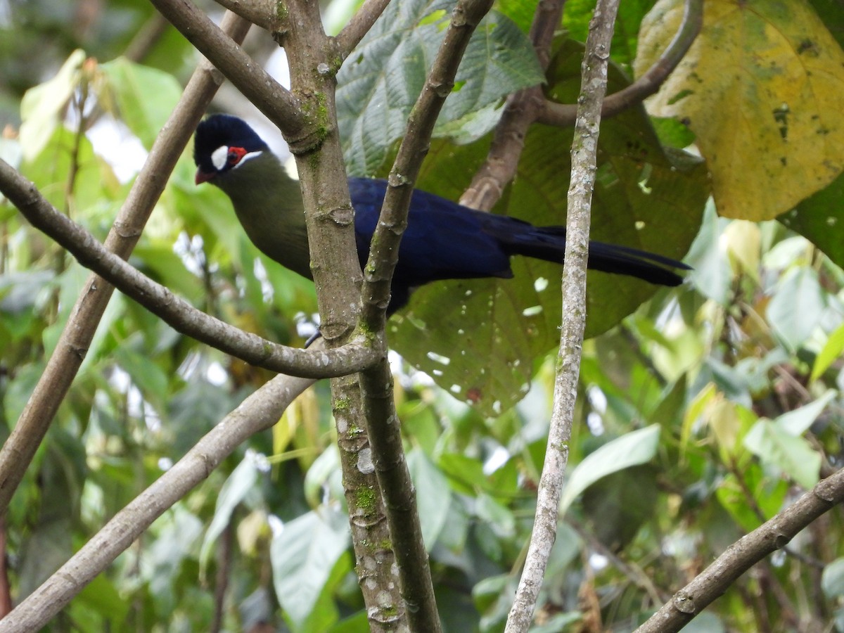 Hartlaub's Turaco - Luis Gonzalez