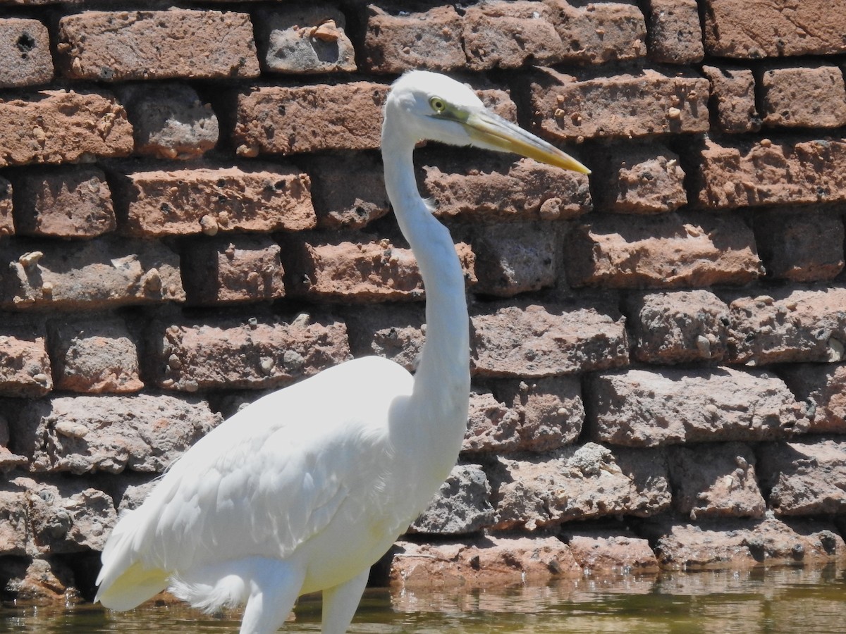 Great Blue Heron (Great White) - ML579444111