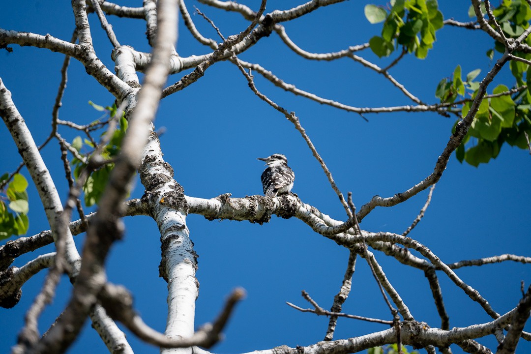 Hairy Woodpecker - ML579444211