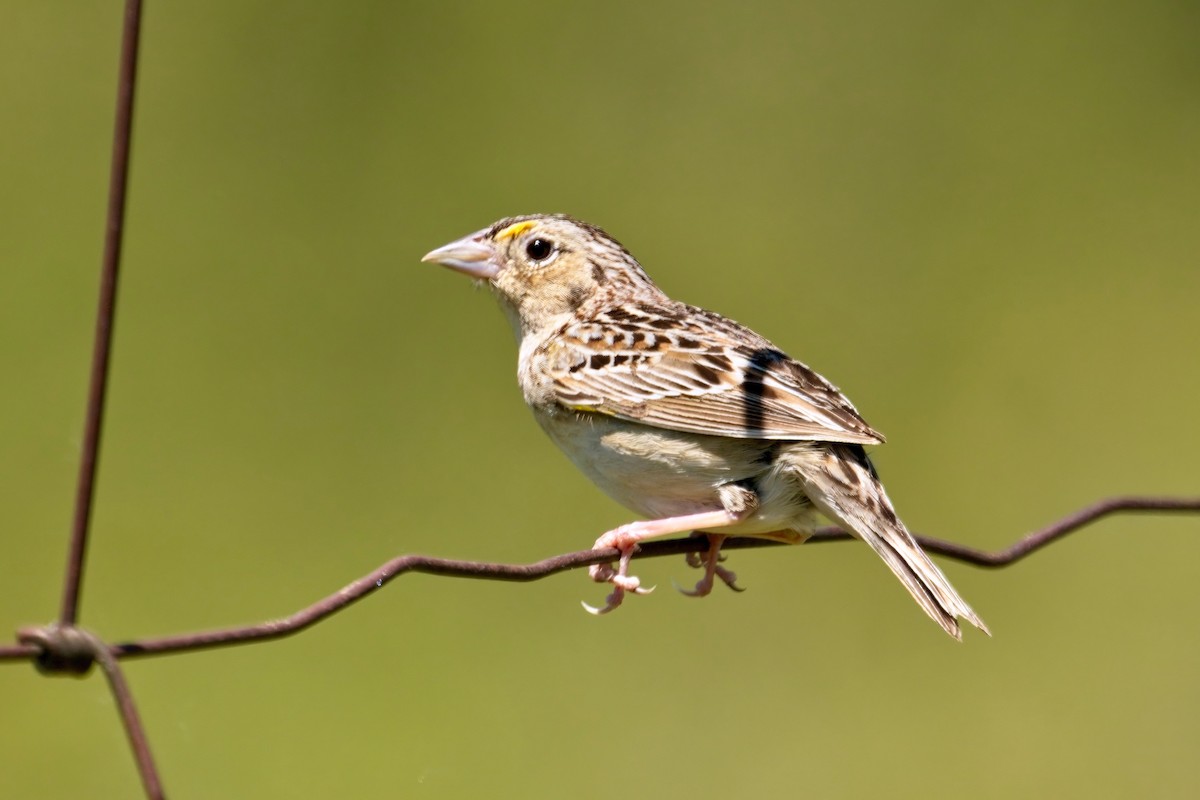 Grasshopper Sparrow - ML579444321