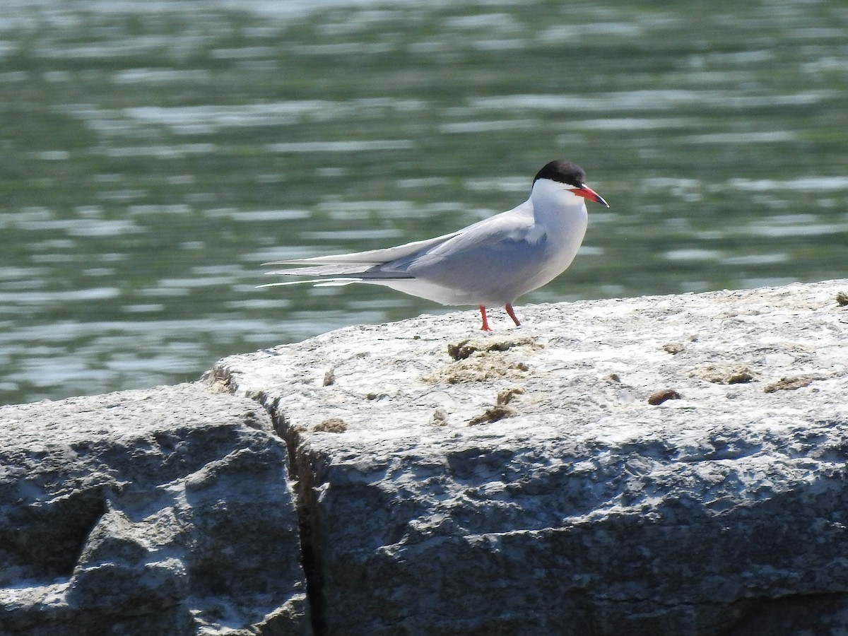 Common Tern - ML579445741