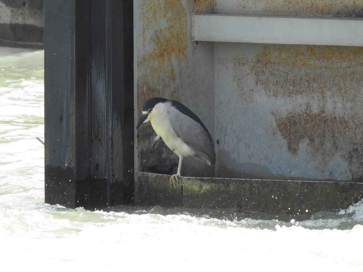 Black-crowned Night Heron - ML579445891